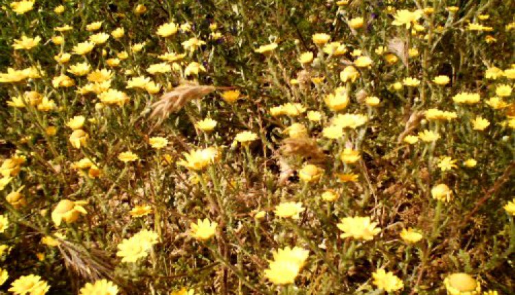 Las flores de la Virgen del Rocío