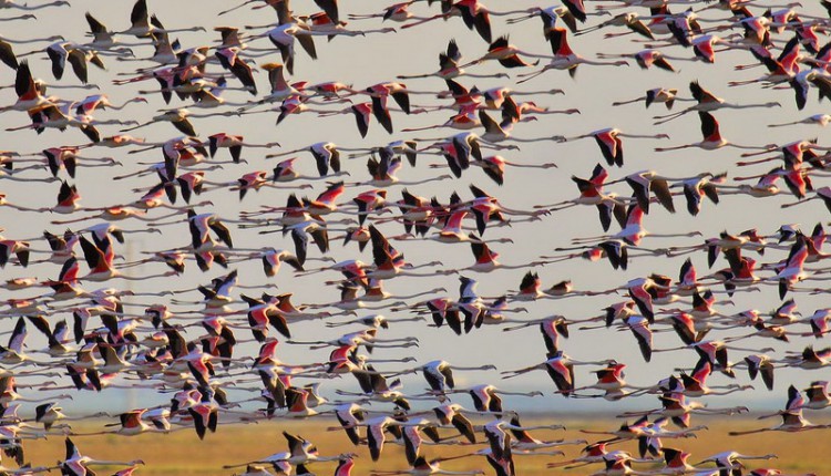 La comisión permanente de Doñana lleva al pleno del 15 de julio la variante del Rocío