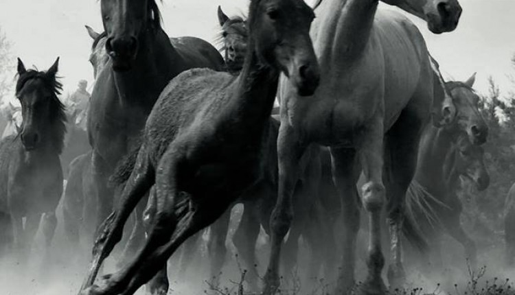 Saca de yeguas 2013