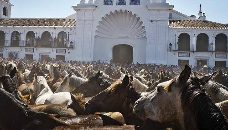 Última hora: La Saca de Yeguas se celebrará como es tradicional desde hace 511 años