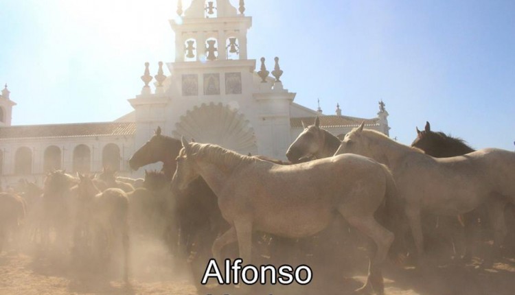 Saca de Yeguas 2015 – Fotos de Alfonso Macías