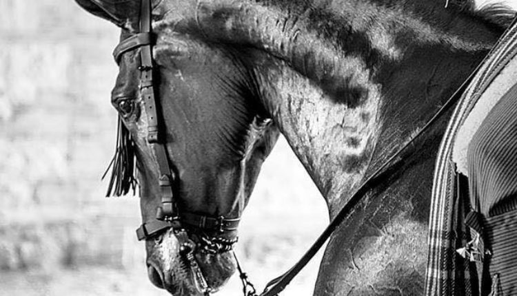 Hermandad de Alcalá de Guadaíra – II Exhibición Ecuestre