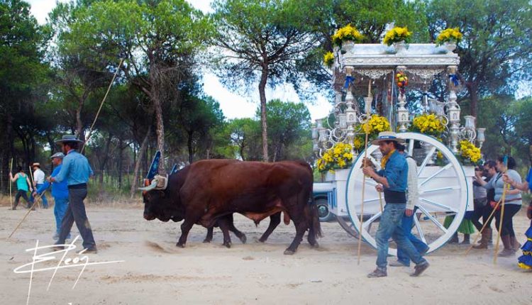 Peregrinaciones Extraordinarias de las Hermandades del Rocío del domingo 23 de noviembre 2025