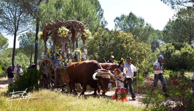 Peregrinaciones Extraordinarias de las Hermandades del Rocío del  miércoles 6 de diciembre de 2017