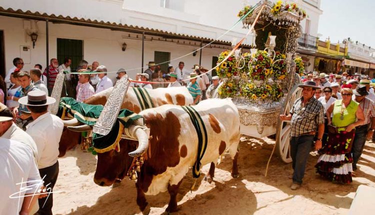 Peregrinaciones Extraordinarias de las Hermandades del Rocío del sábado 21 y domingo 22 de febrero de 2026 -Misas en Directo