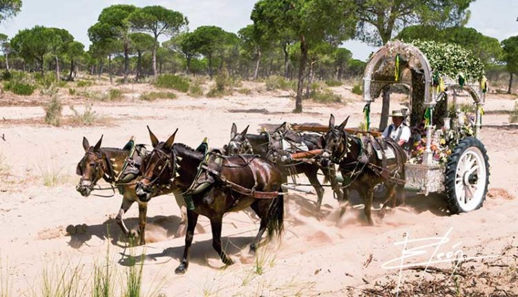 Peregrinaciones Extraordinarias de las Hermandades del Rocío del sábado 21 y domingo 22 de marzo de 2026 – Misas en Directo