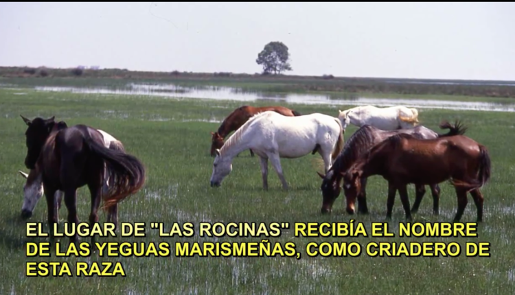 Documental «La Saca de Las Yeguas: Tradición Milenaria» por Javi el Almonteño
