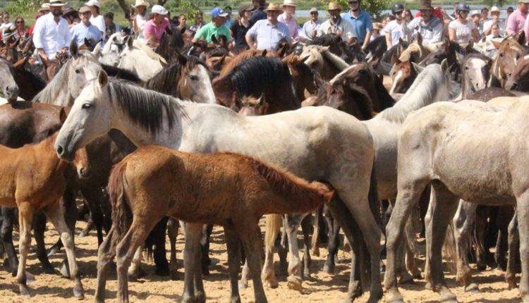 La Saca de Yeguas 2018 por Alfonso Macías