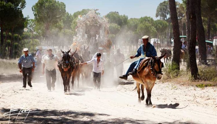 Peregrinaciones Extraordinarias de las Hermandades del Rocío del sábado 17 y domingo 18 de enero de 2026 – Misas en Directo