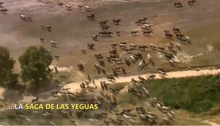 La Saca de Yegüas – Una tradición documentada hace mil años por Javier Coronel