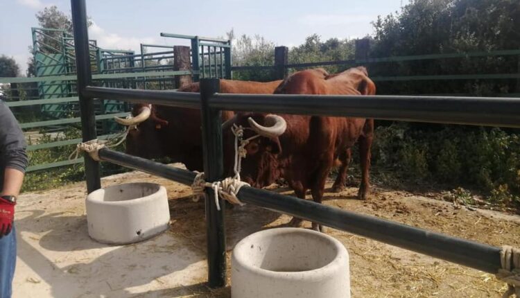 Hermandad de Triana – Tradicional doma de su ganado para la Romería 2022